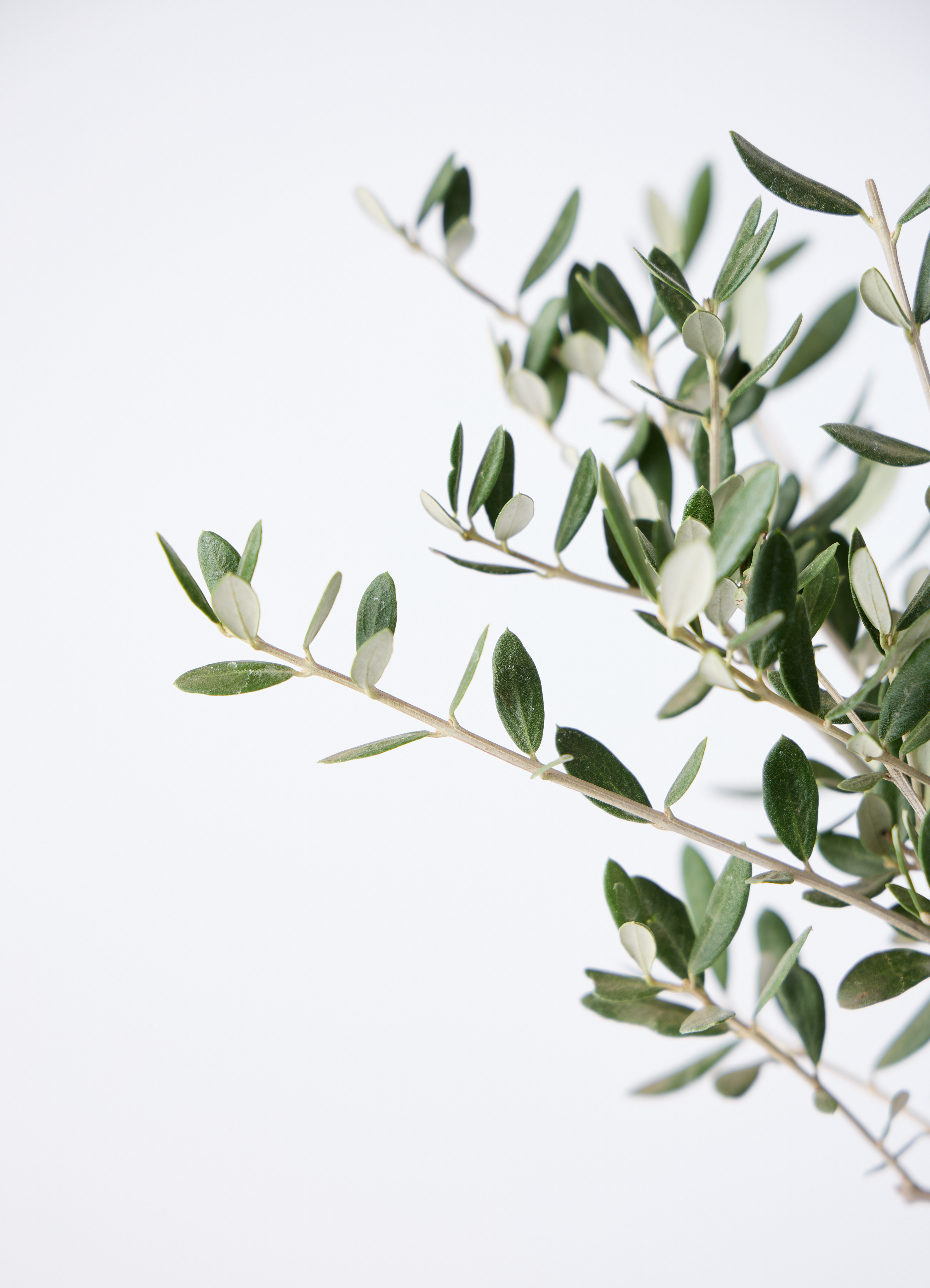 観葉植物 オリーブの木 4号 創樹 エステリ グリーン 付き | 観葉植物