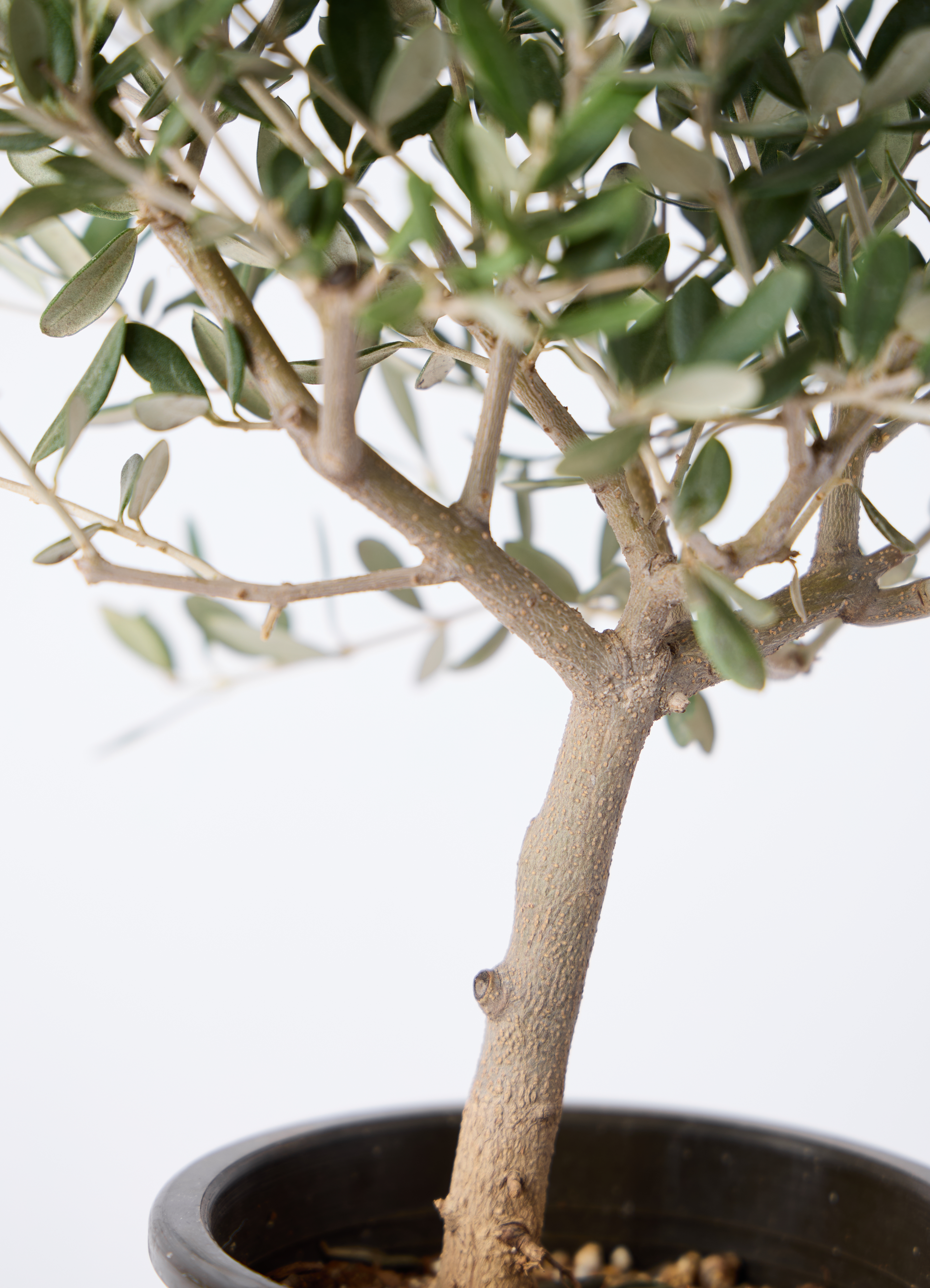 観葉植物 オリーブの木 4号 創樹 ハピ 白 L 付き | 観葉植物なら