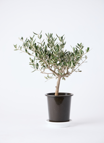観葉植物 オリーブの木 4号 創樹 プラスチック鉢 | 観葉植物なら