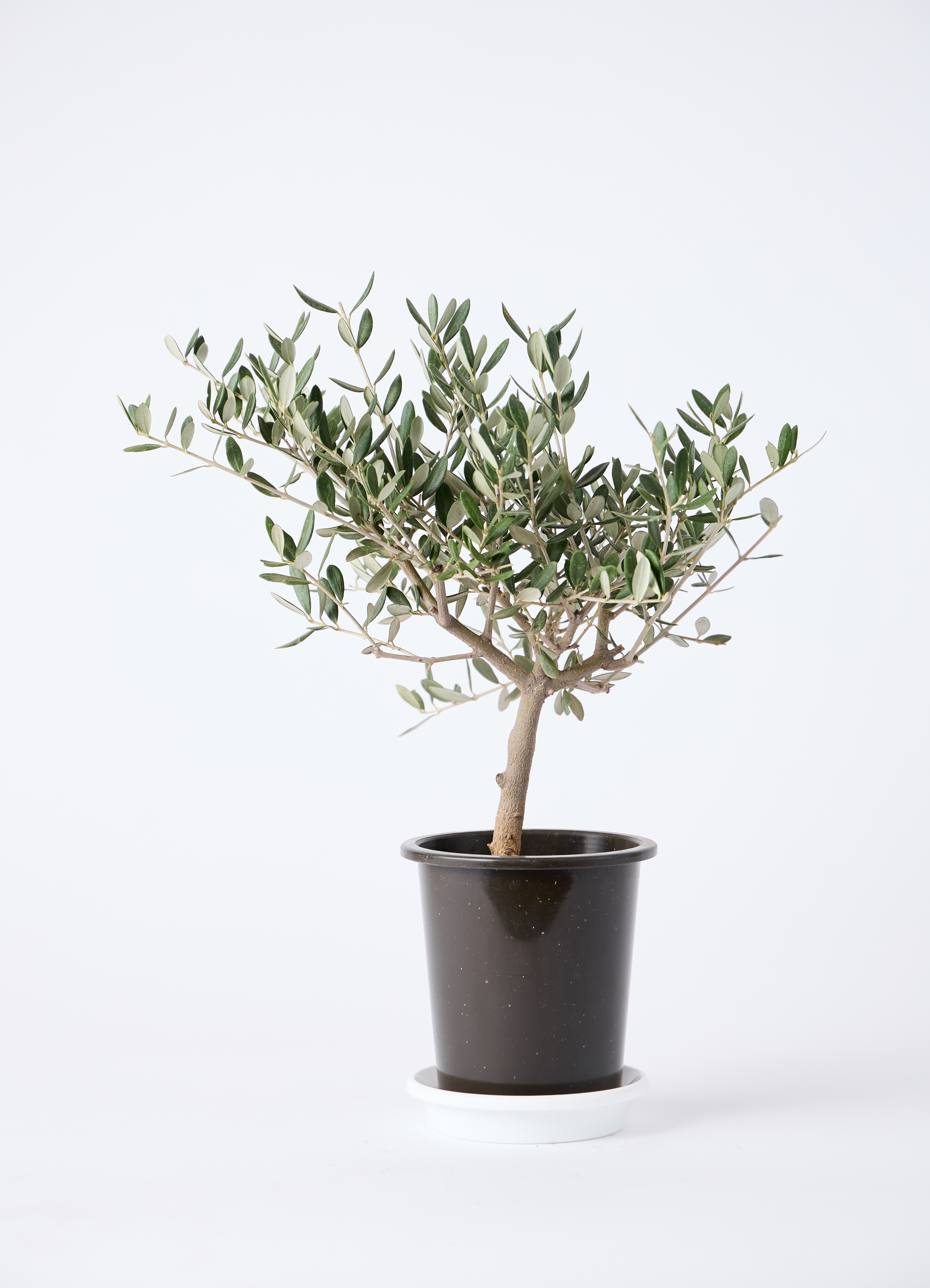 観葉植物 オリーブの木 4号 創樹 プラスチック鉢 | 観葉植物なら