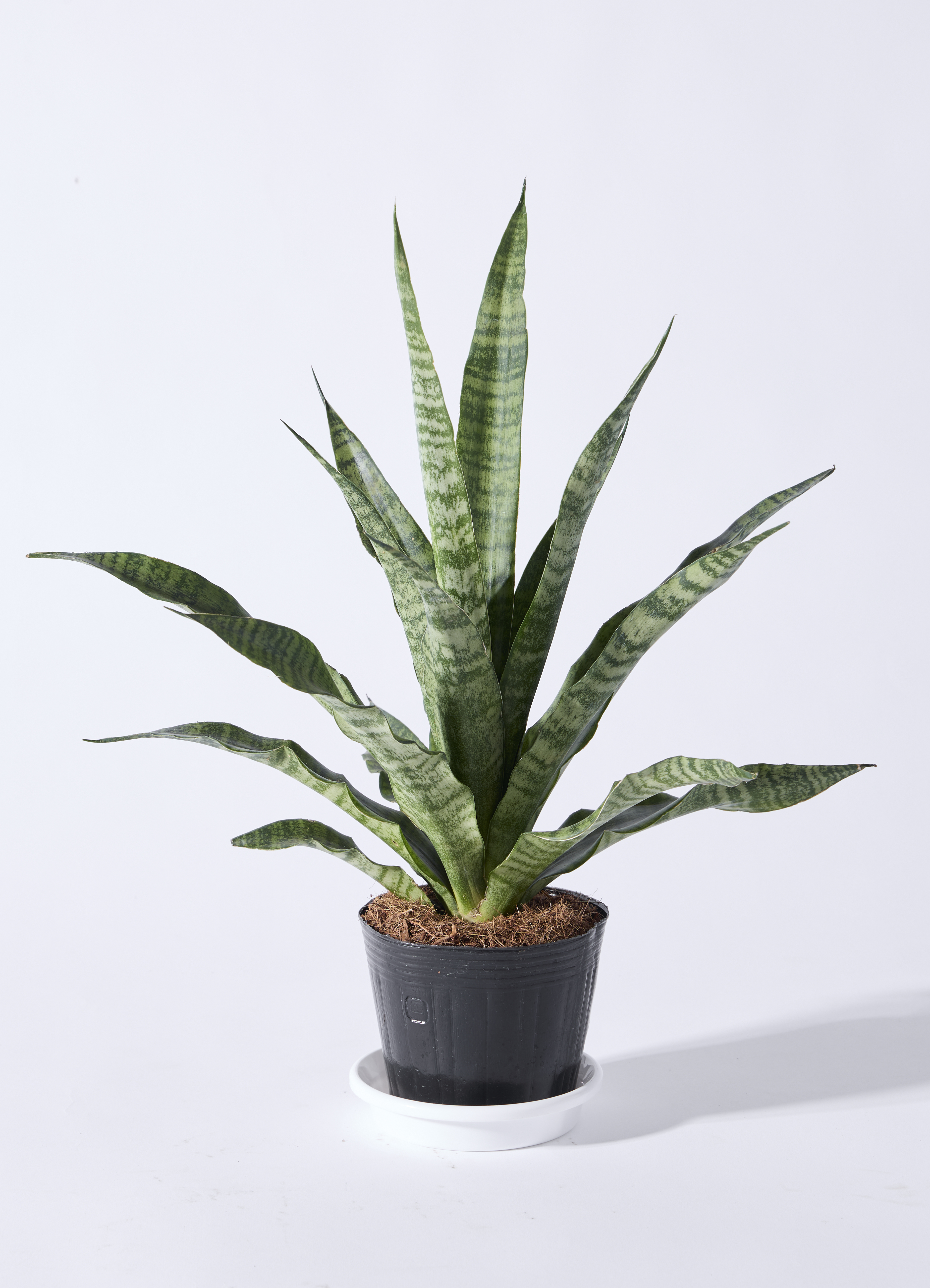 観葉植物 サンスベリア 4号 トリファッシアータ エッジ ボール