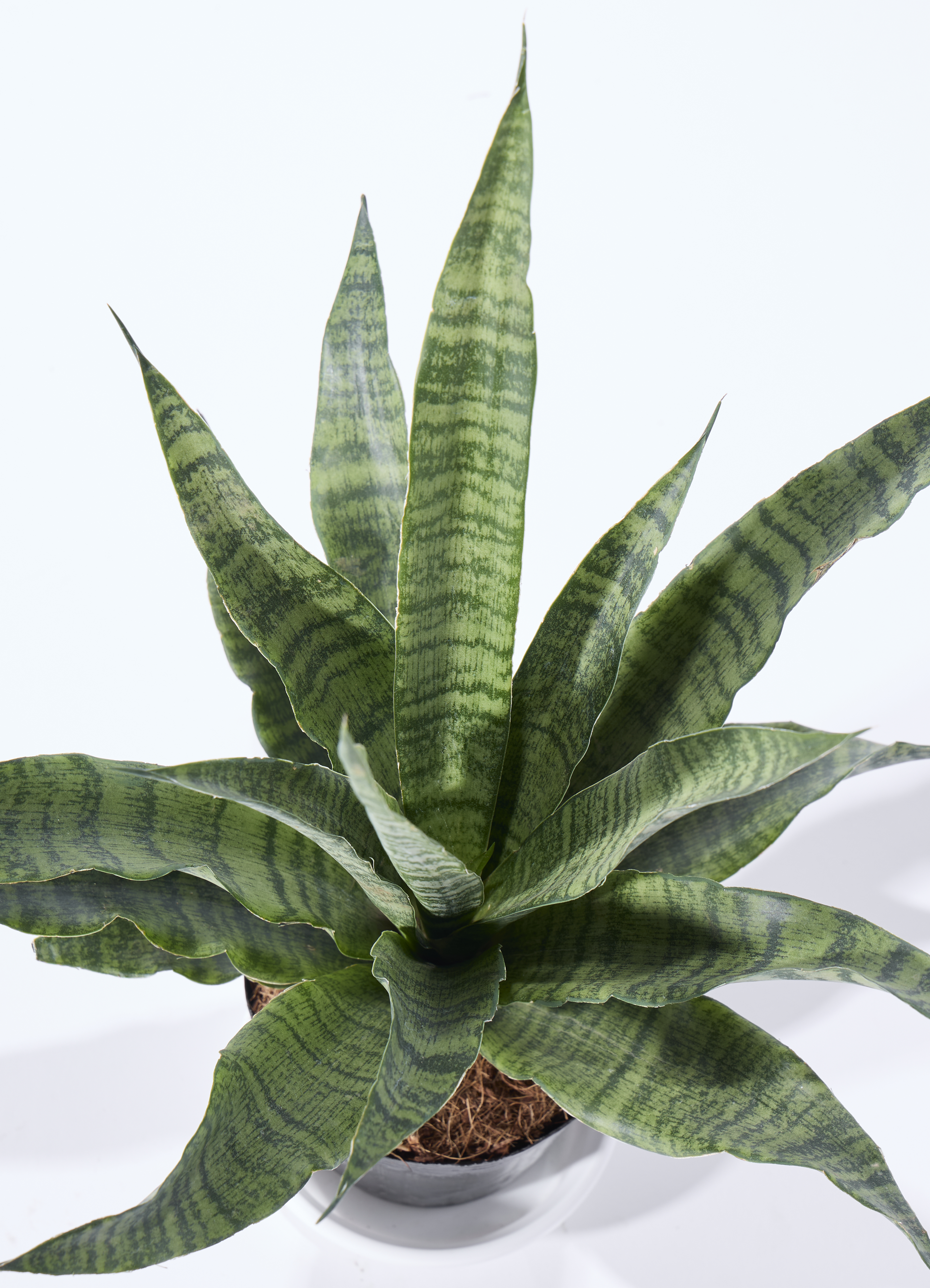 観葉植物 サンスベリア 4号 トリファッシアータ エッジ ボール