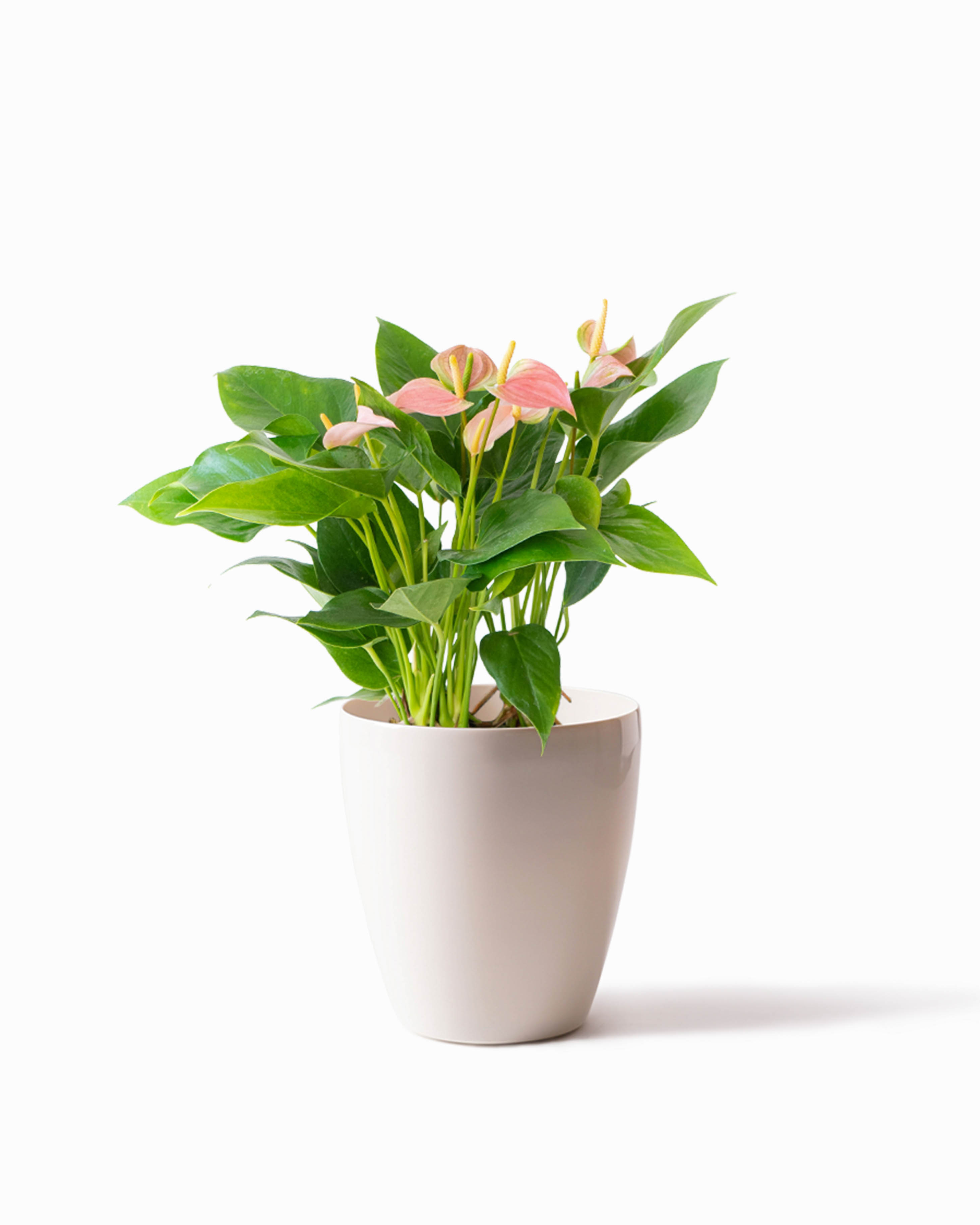 ds-anthical-anthurium-pink-