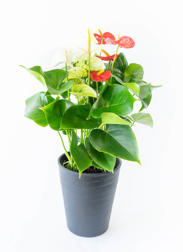 産地直送 観葉植物 アンスリウム 熟成 紅うちわ 7号 レッド×ホワイト