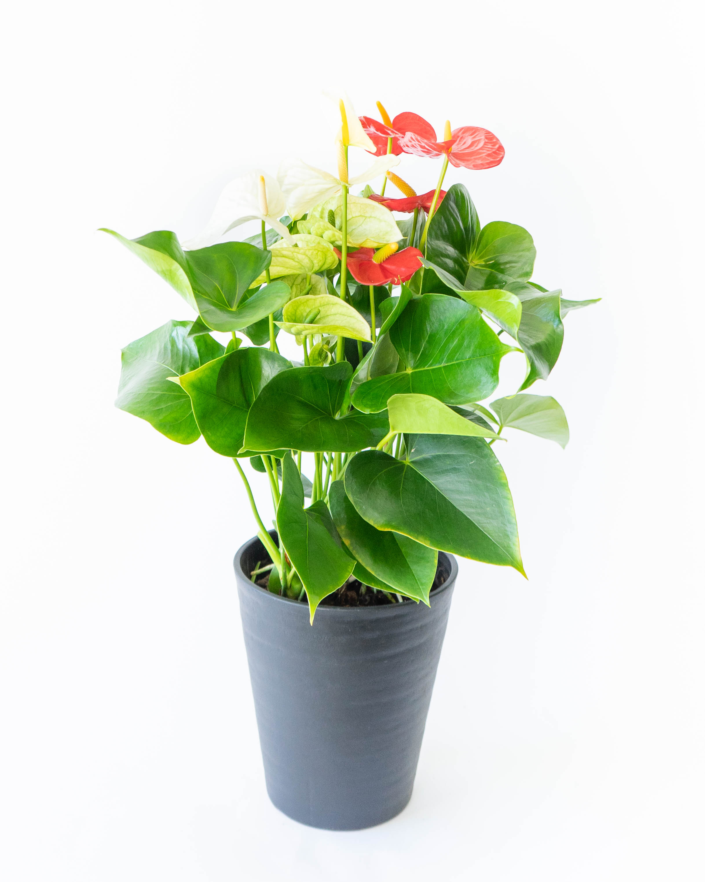 産地直送 観葉植物 アンスリウム 熟成 紅うちわ 7号 レッド×ホワイト