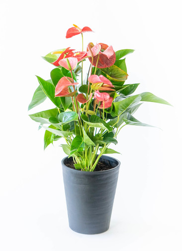 ds-anthical-anthurium-mix-