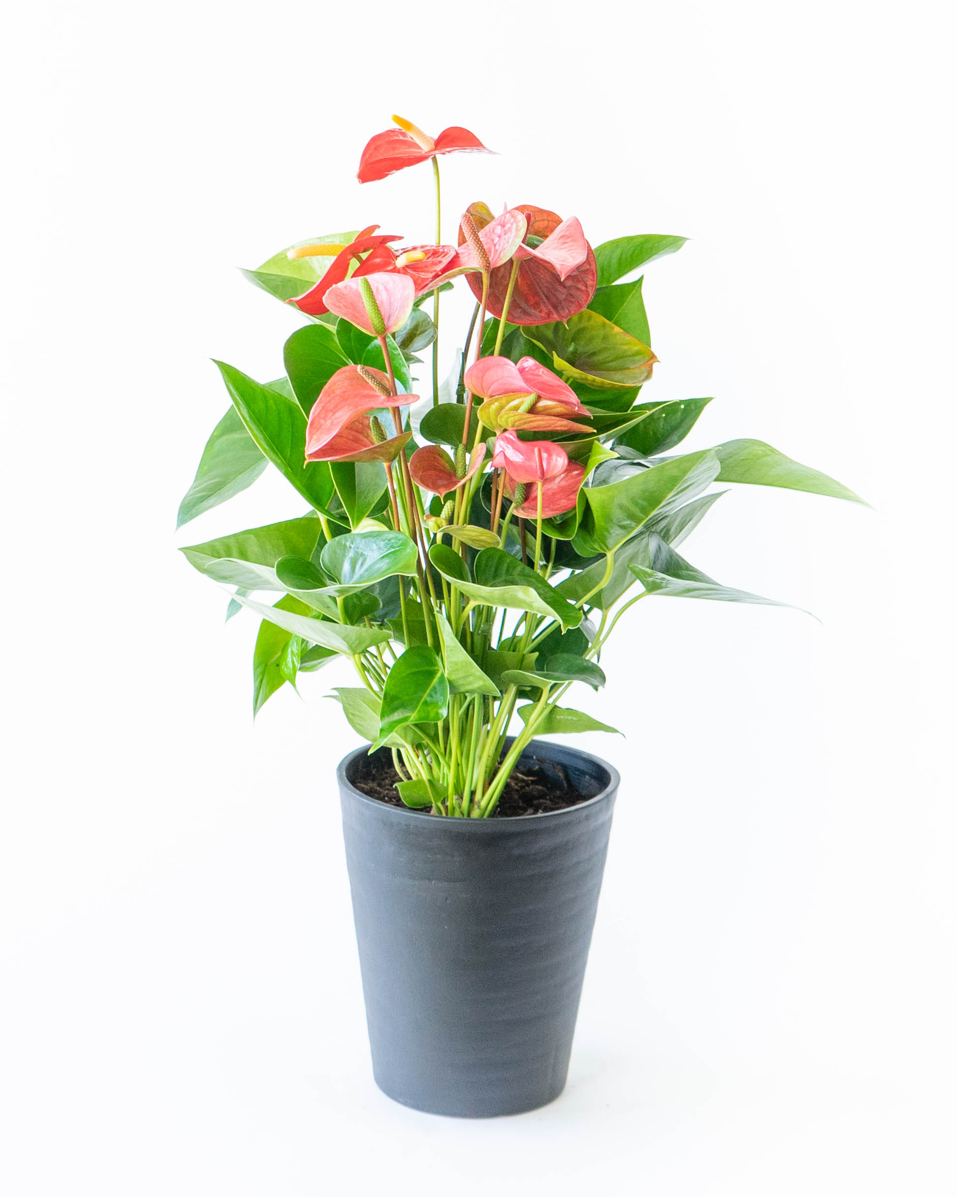 ds-anthical-anthurium-mix-