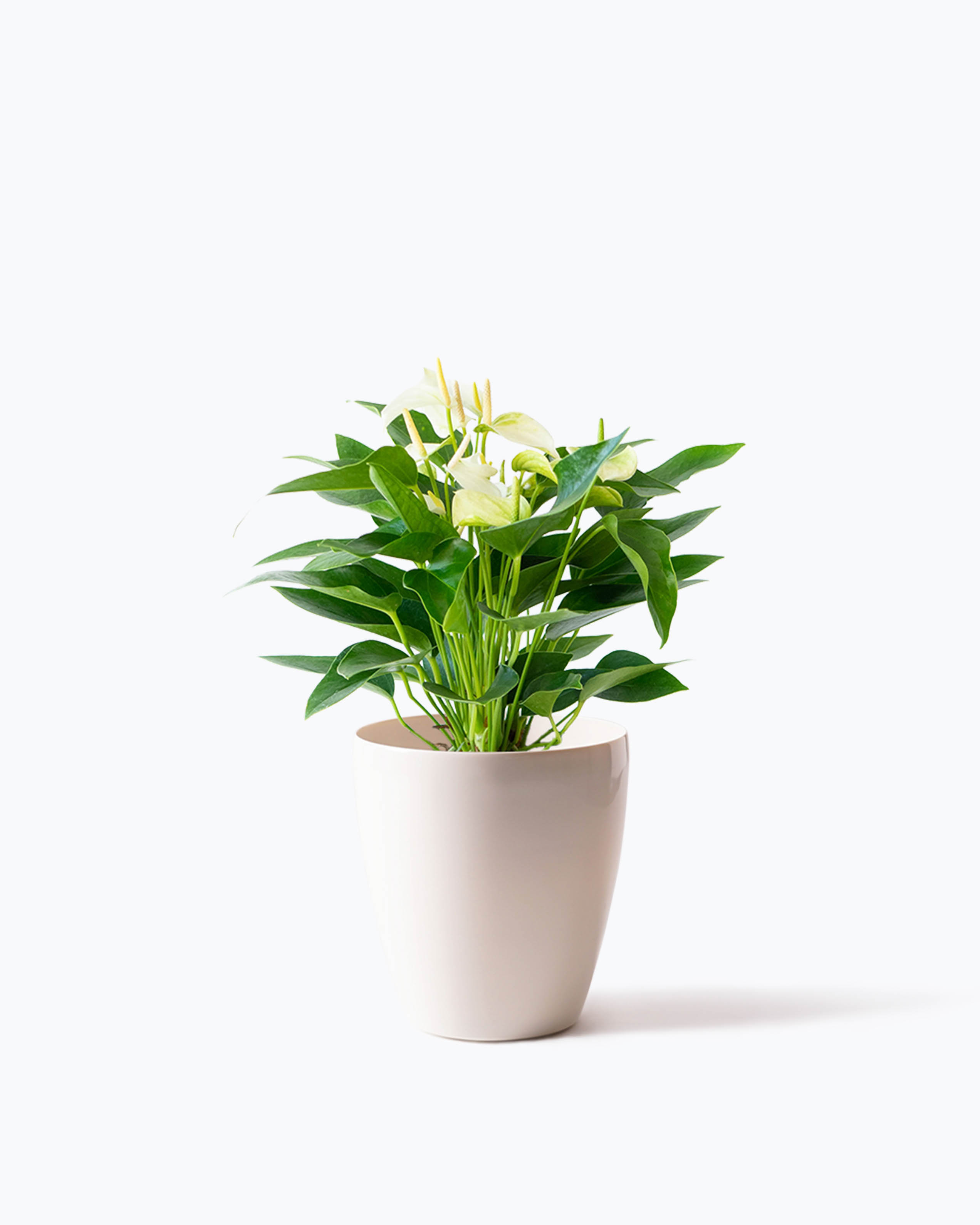 ds-anthical-anthurium-white-