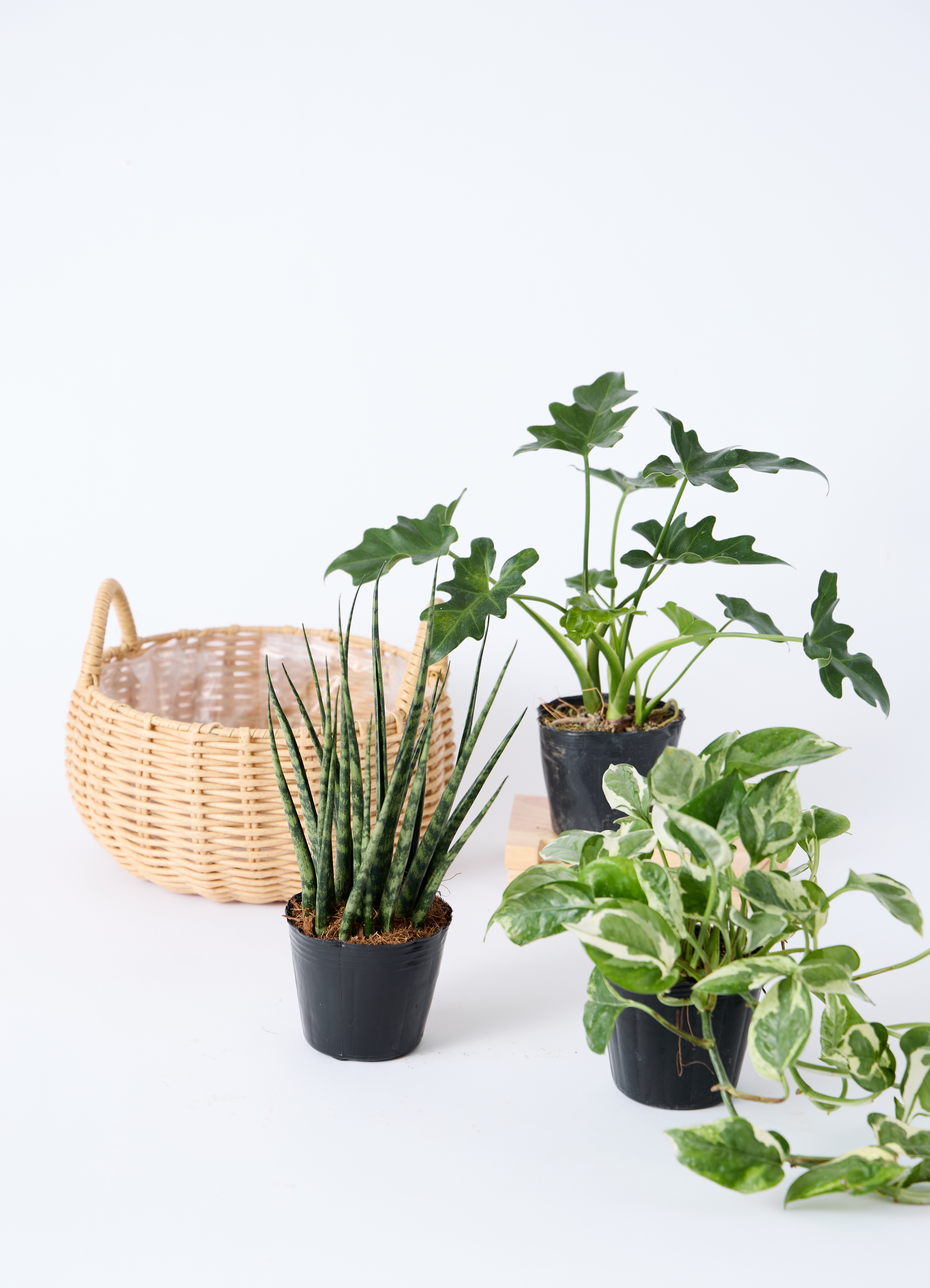 観葉植物 バスケットセット サンスベリアと2つの選べる植物 | 観葉植物