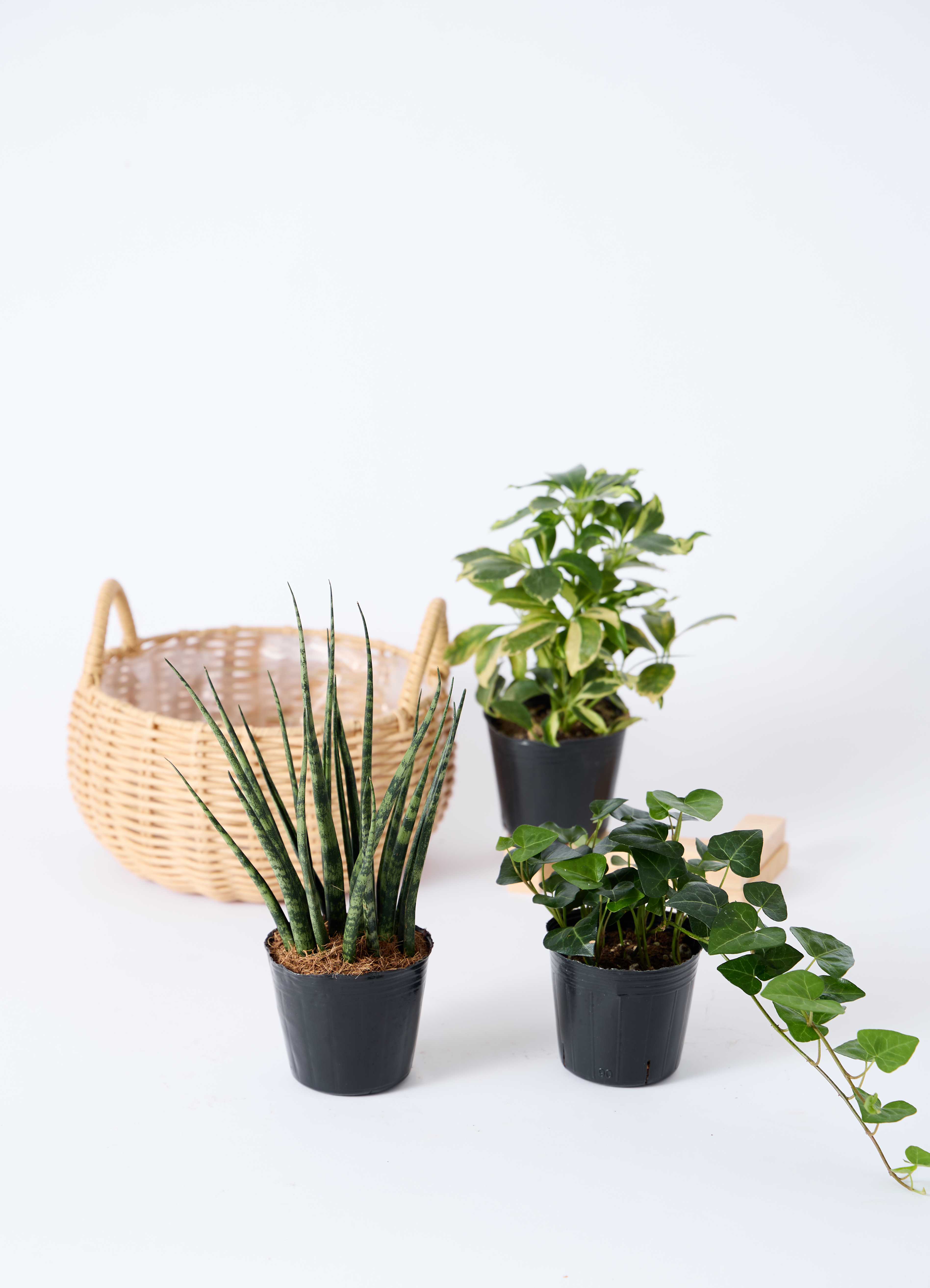 観葉植物 バスケットセット サンスベリアと2つの選べる植物 | 観葉植物