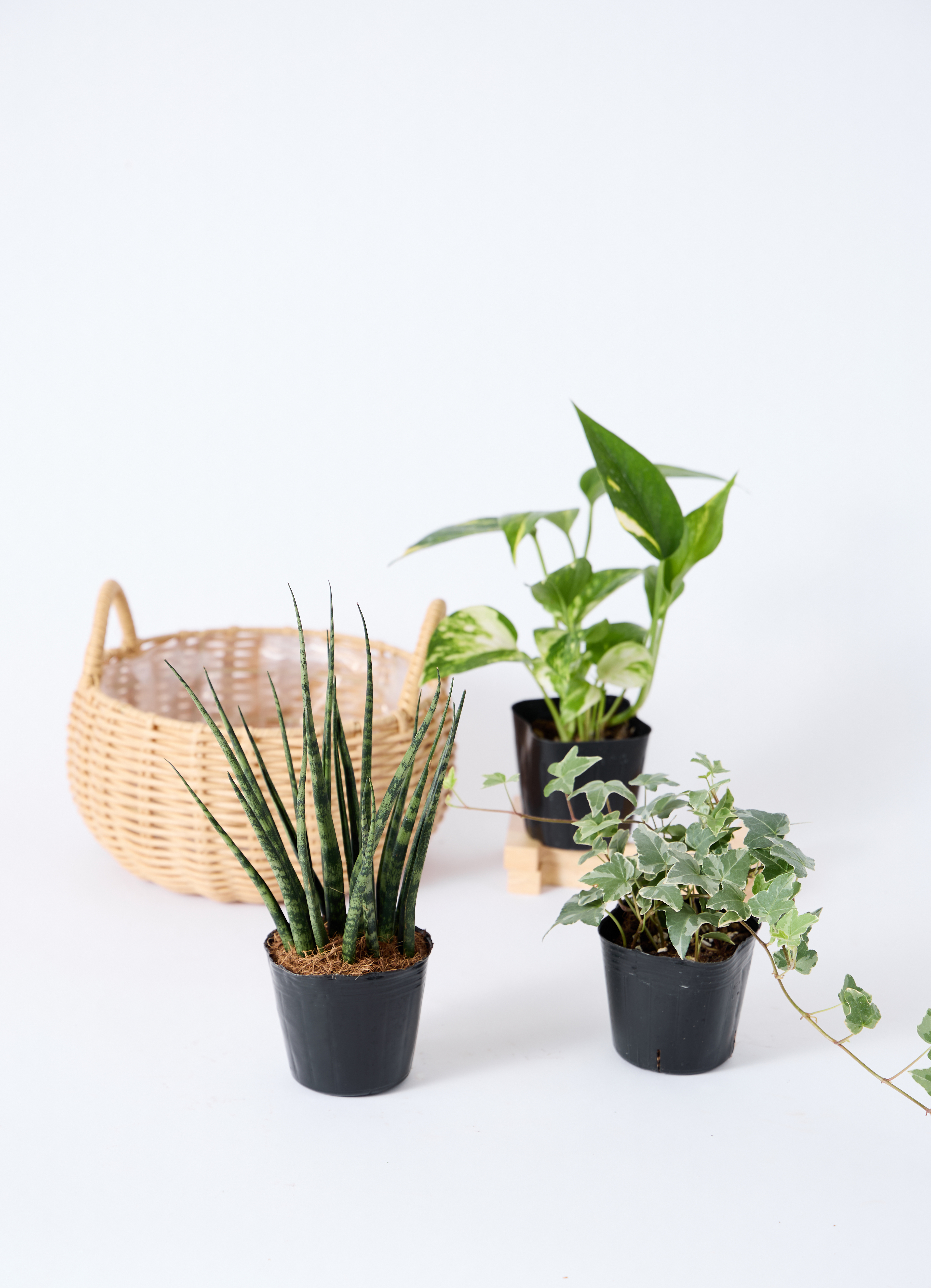 観葉植物 バスケットセット サンスベリアと2つの選べる植物 | 観葉植物