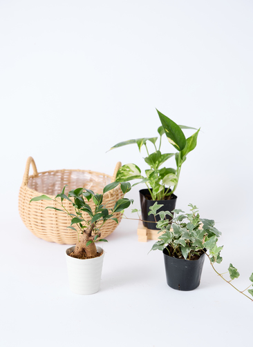 観葉植物 バスケットセット ガジュマルと2つの選べる植物 | 観葉植物