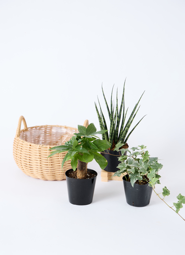 天然木 バスケット 観葉植物 インテリア 観葉植物 バスケットセット パキラと2つの選べる植物 | 観葉植物なら