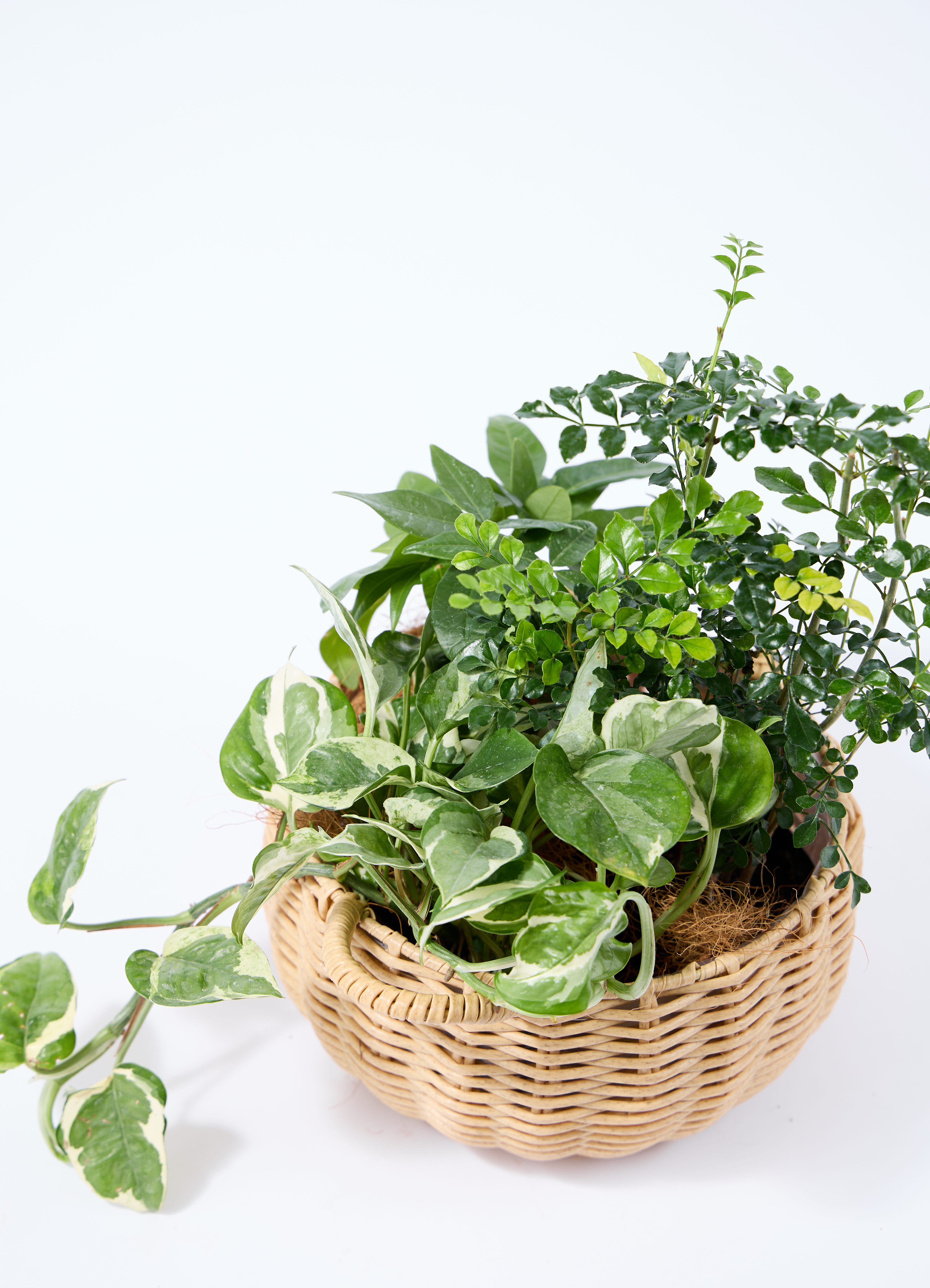 観葉植物 バスケットセット サンスベリアと2つの選べる植物 | 観葉植物