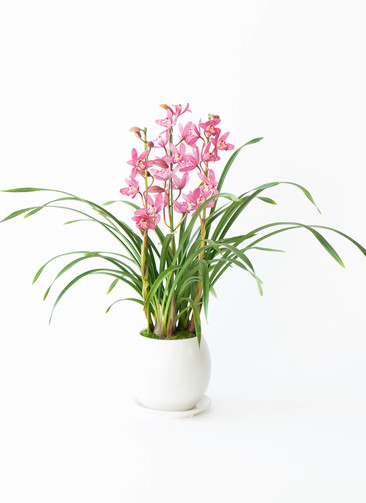 ds-ishida-cymbidium-pink-