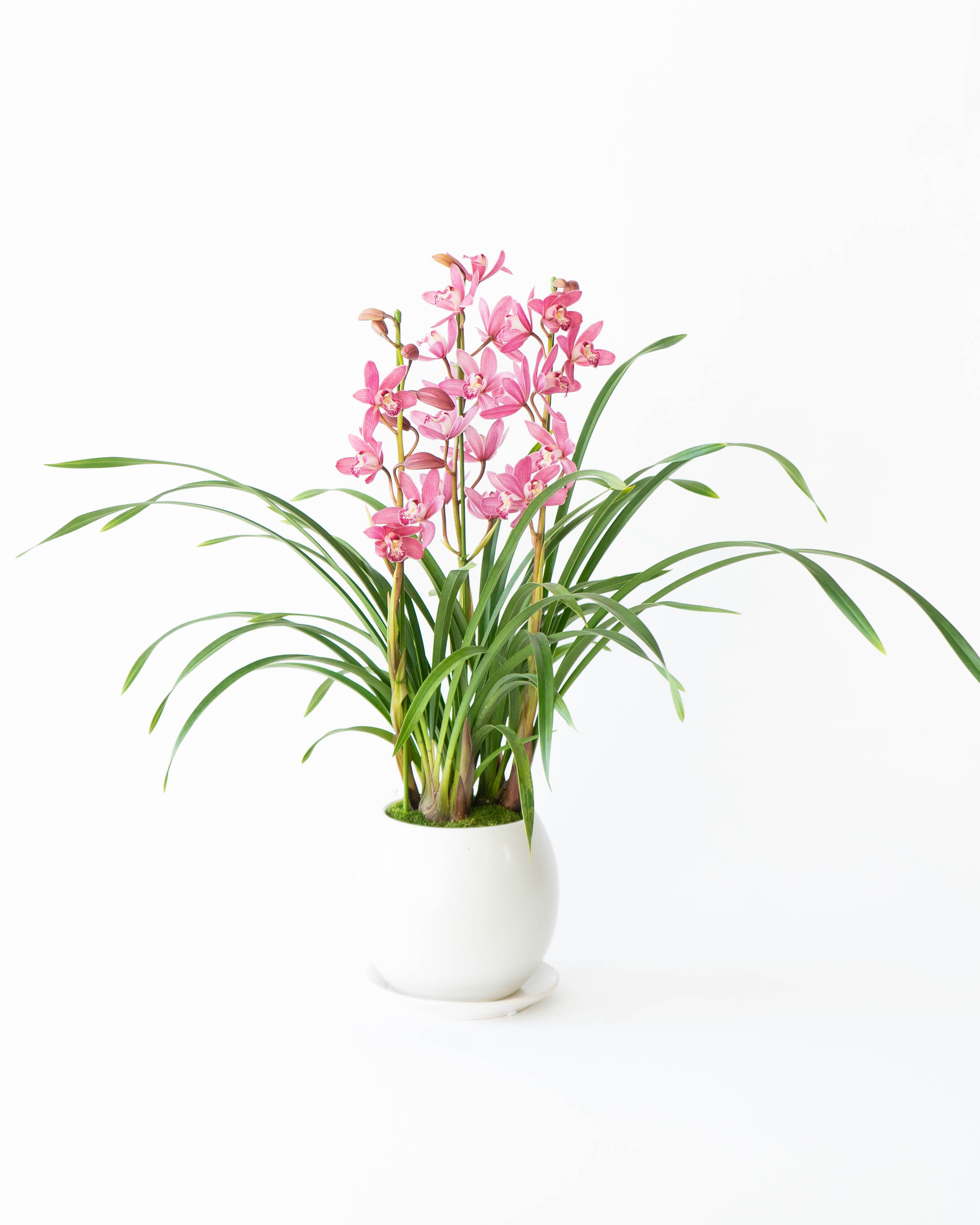 ds-ishida-cymbidium-pink-