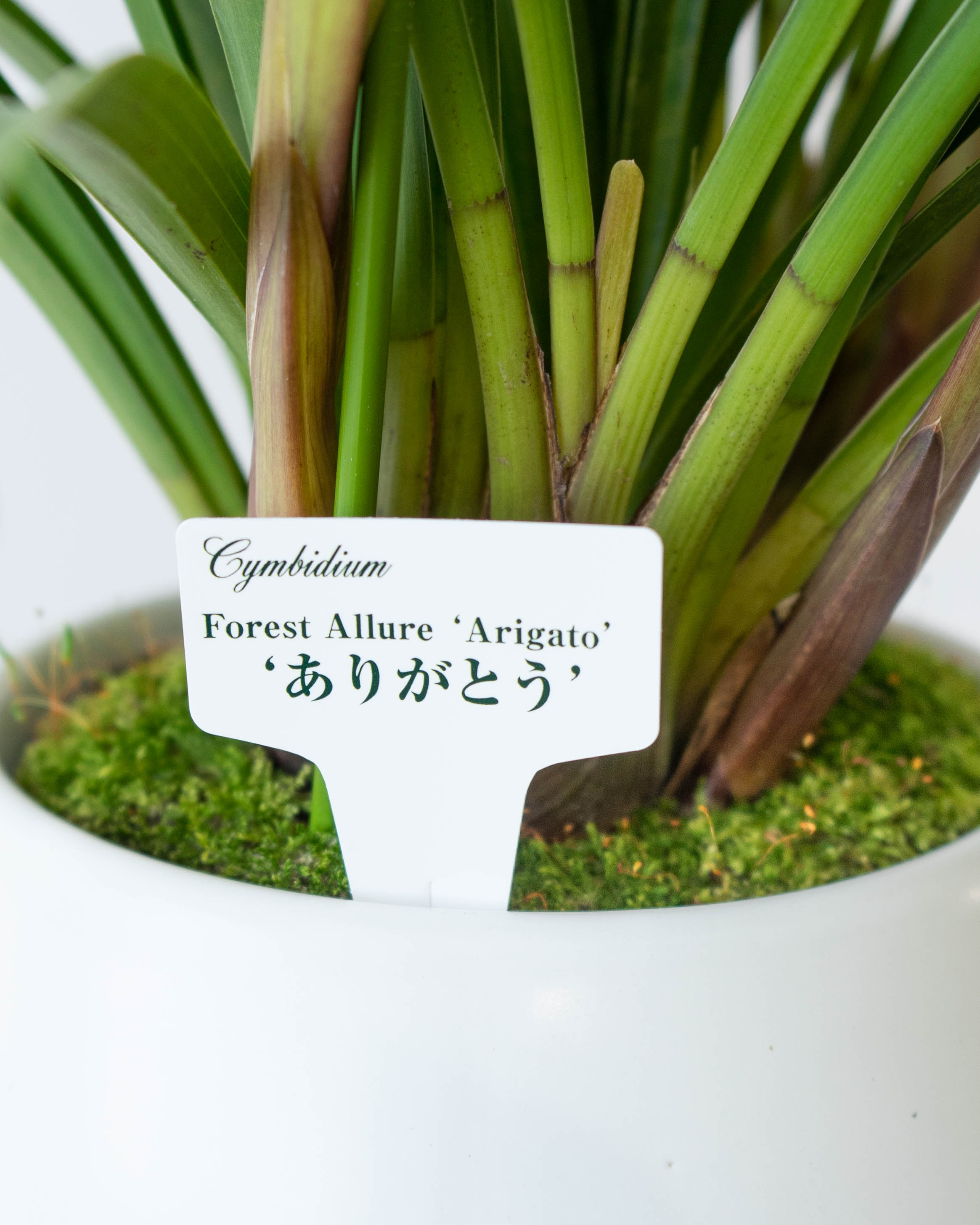 産地直送 シンビジウム ミニ ピンク【ありがとう】 2本立ち 陶器鉢皿付