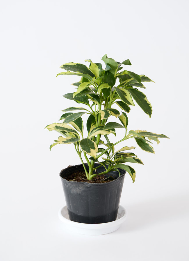 観葉植物 バスケットセット サンスベリアと2つの選べる植物 | 観葉植物