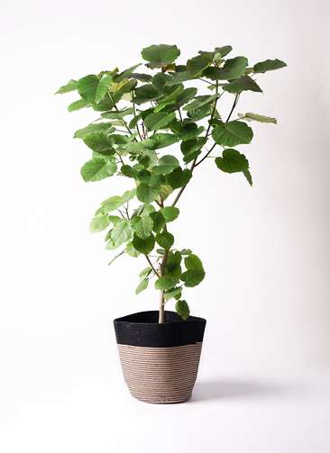 観葉植物 フィカス ウンベラータ 10号 ノーマル リブバスケット