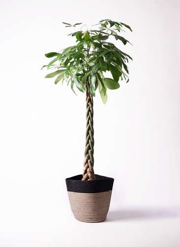 観葉植物 パキラ 10号 ねじり リブバスケットNatural and Black 付き