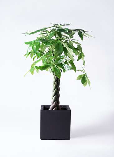 【ねじり幹の存在感◎】パキラ 大株 観葉植物＊育てやすく縁起も良いグリーン ねじり幹の存在感◎】パキラ 大株 観葉植物＊育てやすく縁起も