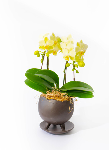 ミディ胡蝶蘭 黄色 2本立ち KouBou 月 | 胡蝶蘭ならHitoHana(ひとはな)