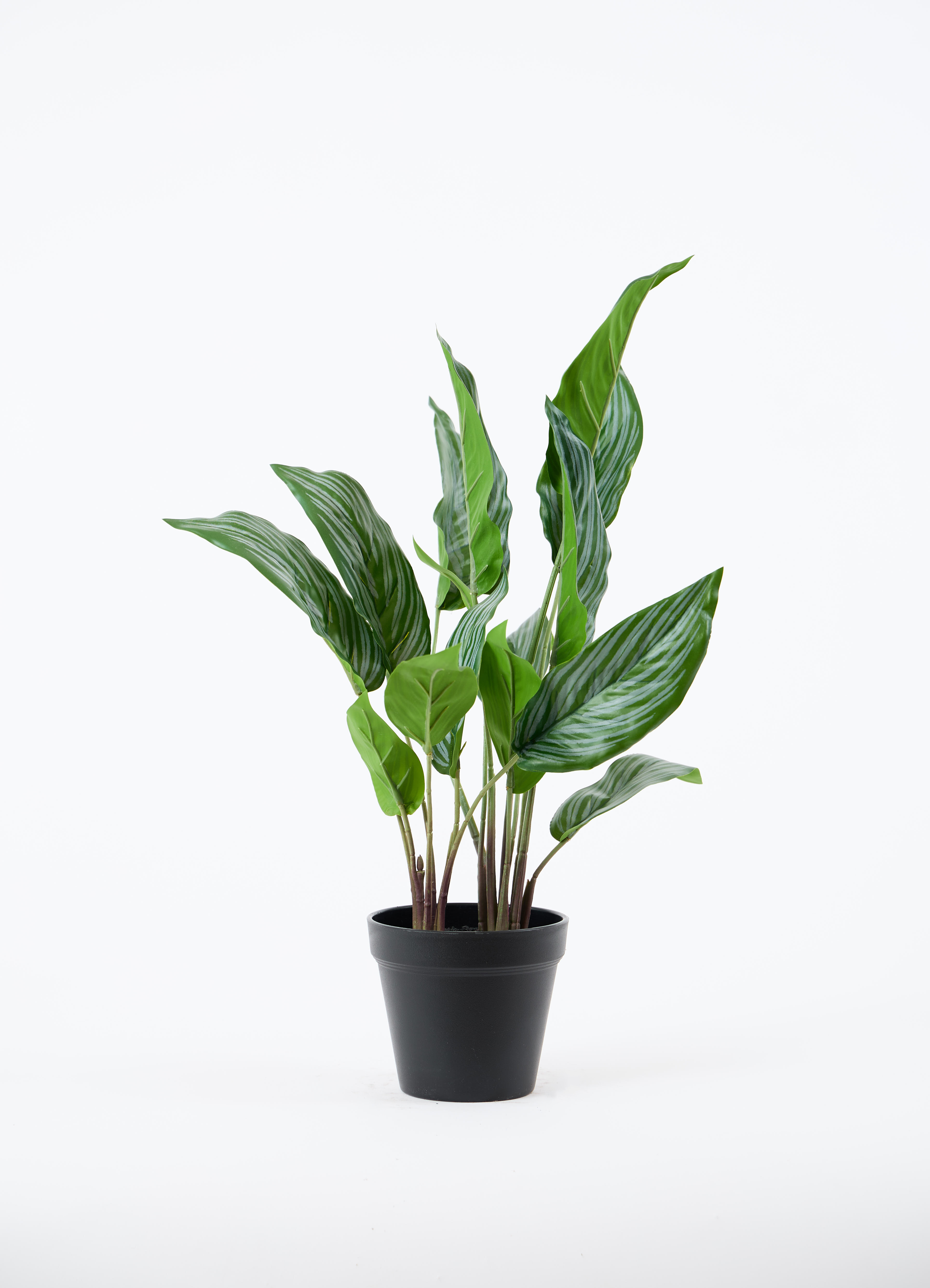 観葉植物【フェイクグリーン】カラテア 30cm オスト キューブ マット