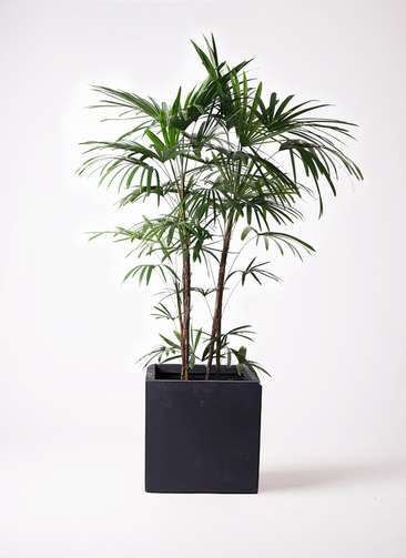 観葉植物 シュロ竹約1.5メートル 黒鉢 棕櫚竹 シュロチク 8号 スタイリッシュな黒色鉢カバー 寒さに