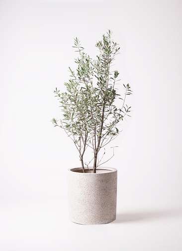 観葉植物 オリーブ 10号 チプレッシーノ サンディ シリンダー 白