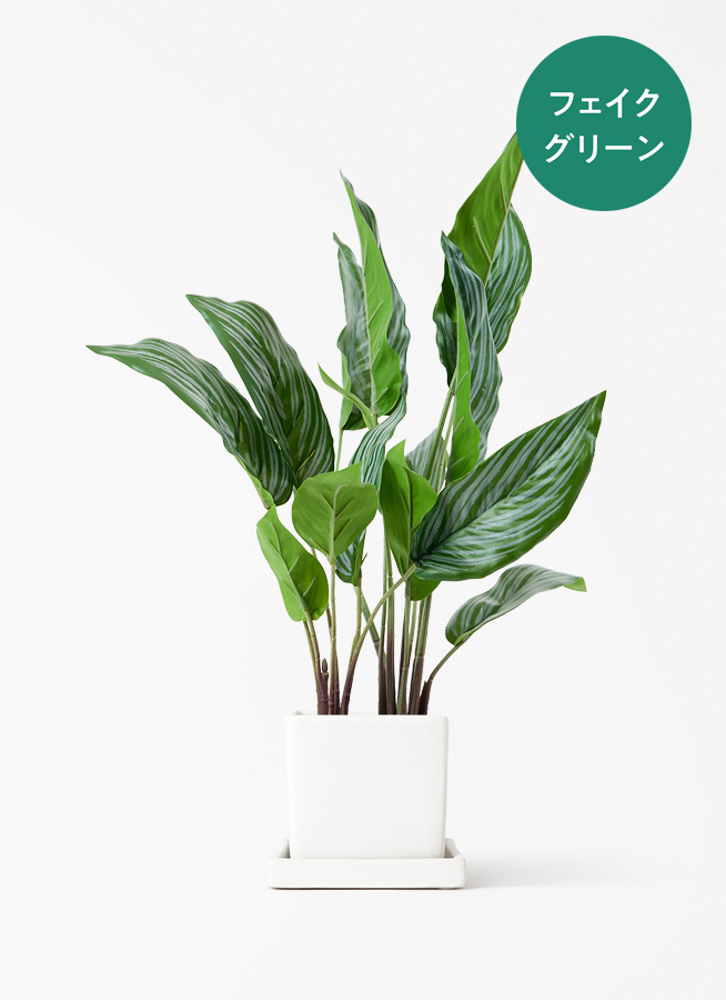 カラテア　観葉植物　フェイクグリーン 観葉植物【フェイクグリーン】カラテア 30cm インナ 11 G 付き | 観葉