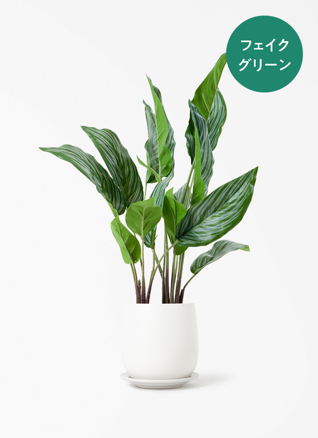 カラテア　観葉植物　フェイクグリーン 観葉植物【フェイクグリーン】カラテア 30cm オスト ボール マット