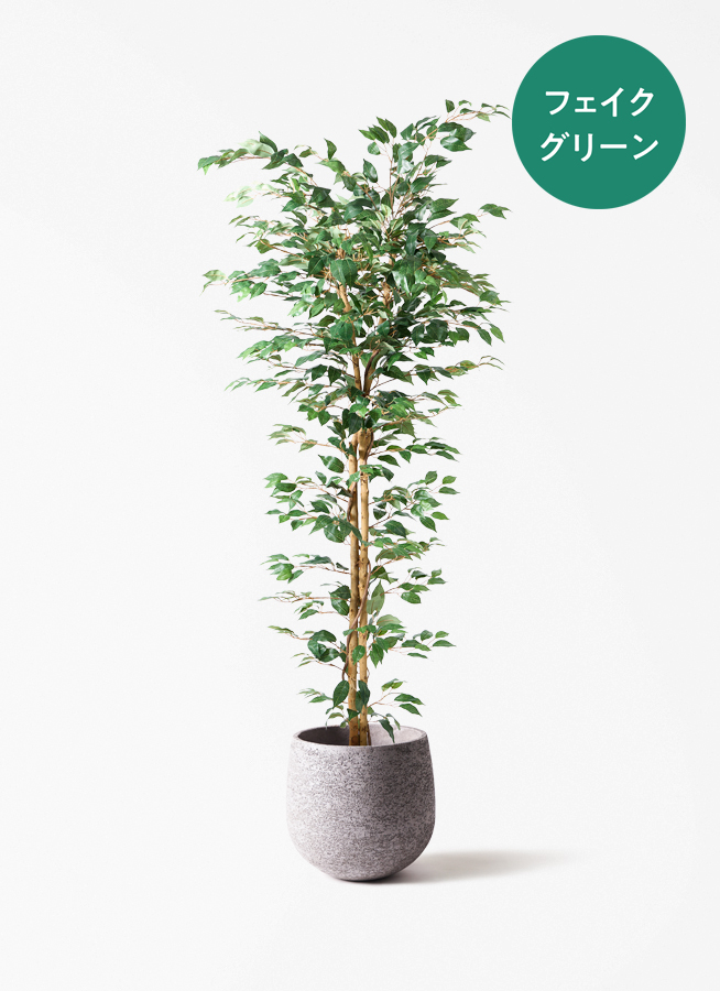 観葉植物 【フェイクグリーン】 ベンジャミン 原木 180cm テラニアス