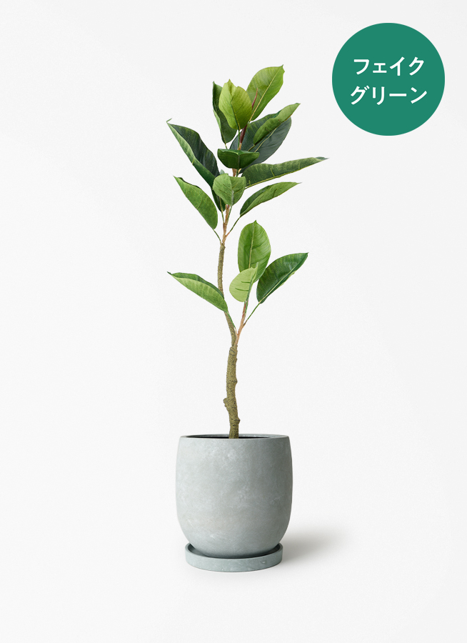 フィカス（ゴムの木）　大型　フェイクグリーン　人工観葉植物 楽天市場】フェイクグリーン 大型 玄関 フィカス フィカスの木 ゴムの