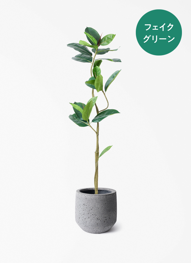 人工観葉植物 フェイクグリーン フィカス150cm Posh Living クラッシック フィカス 150cm - フェイクグリーン専用通販サイト