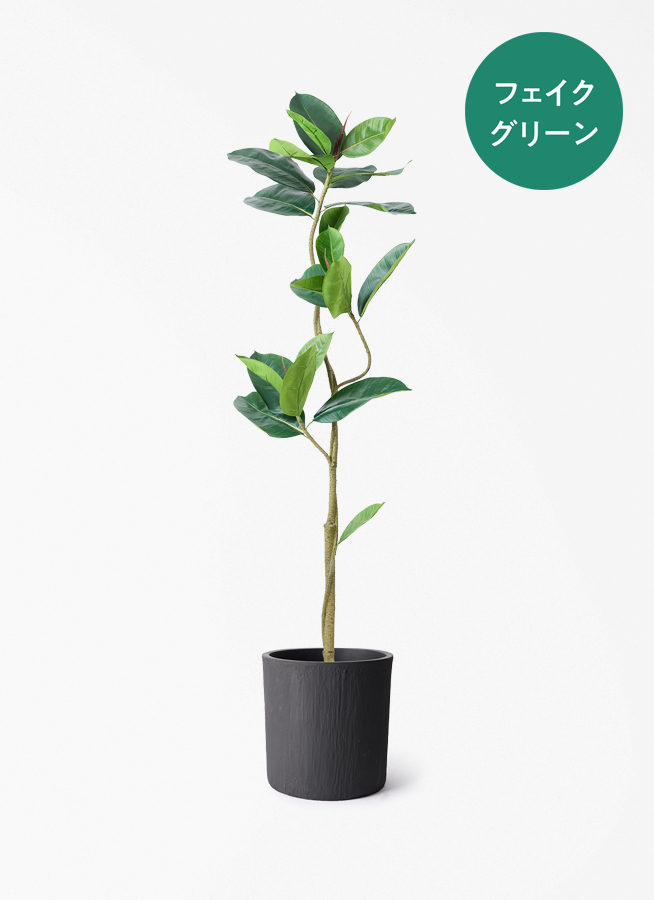 観葉植物【フェイクグリーン】フィカス（ゴムの木） 150cm パボ ミドル