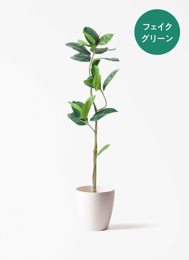 観葉植物【フェイクグリーン】フィカス（ゴムの木） 150cm パボ ミドル