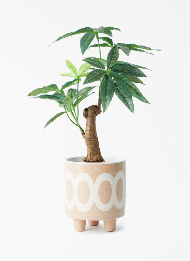 観葉植物【フェイクグリーン】パキラ 30cm ラダ 12 B ベージュ 付き