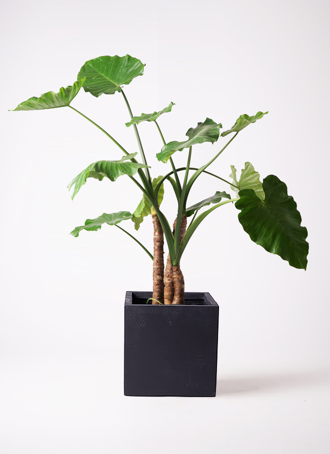 観葉植物 アロカシア 2種セット 観葉植物 アロカシア 10号 オドラ（クワズイモ） ベータ