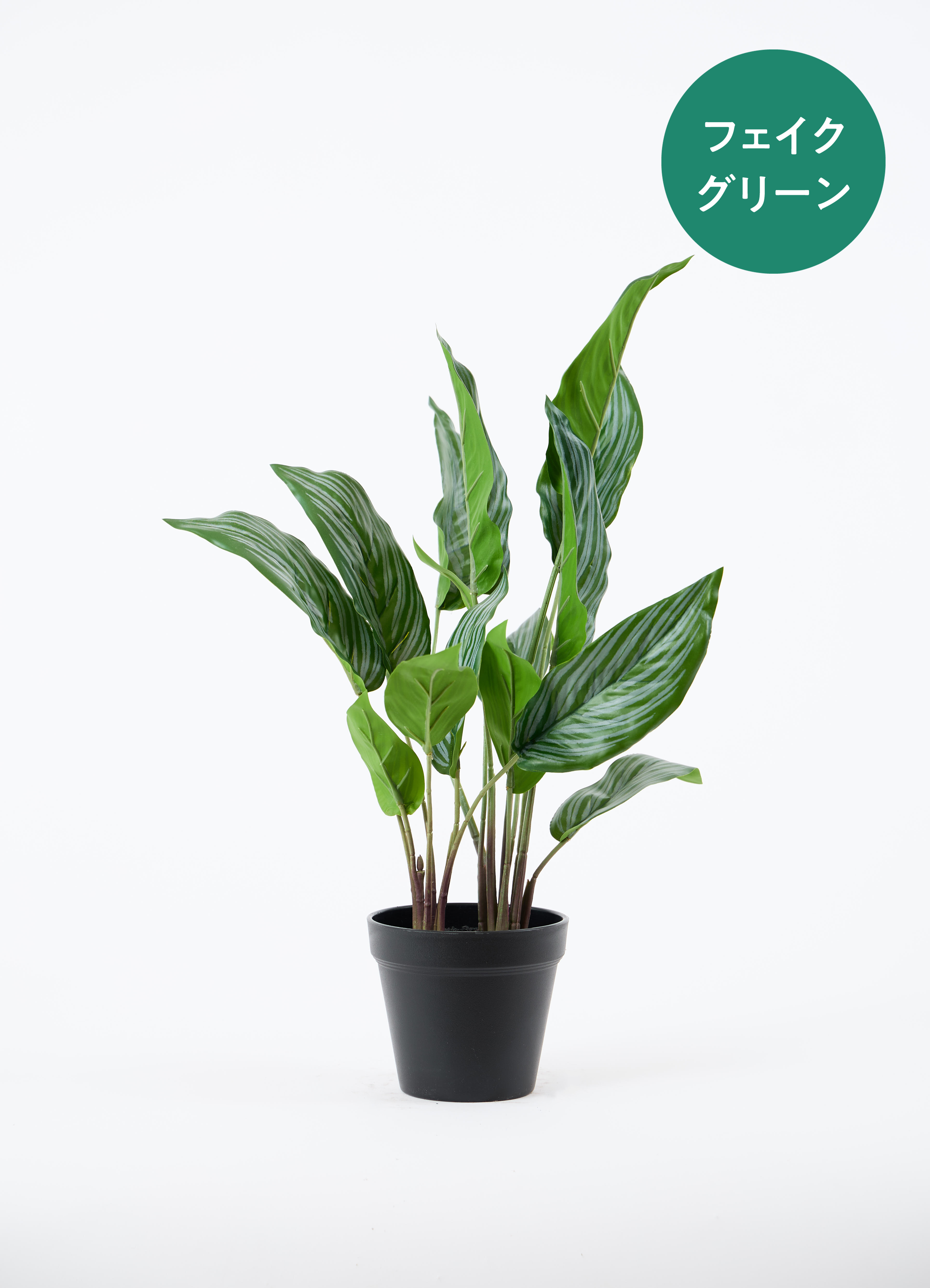 観葉植物【フェイクグリーン】カラテア 50cm ベースポット入り #A
