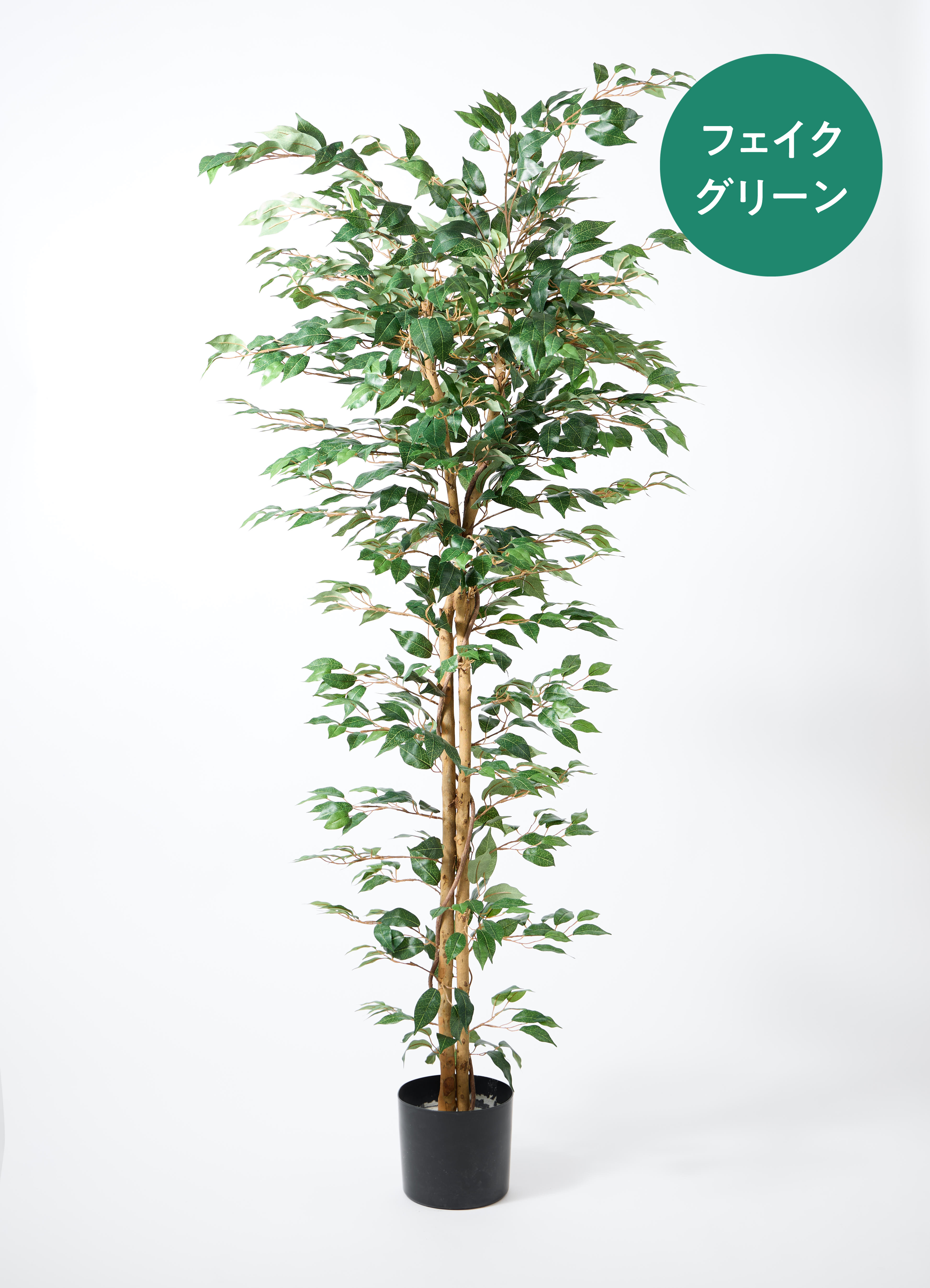 フェイクグリーン ベンジャミン 天然木ベース 180cm #GLP-1290 ※東京圏