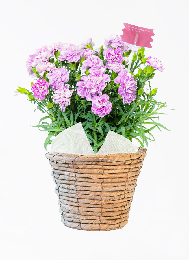 母の日】カーネーション 鉢植えのお花 ファンシーバイオレット