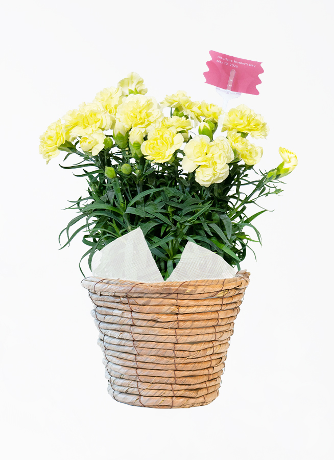 母の日】カーネーション 鉢植えのお花 ハニームーン ブラウン