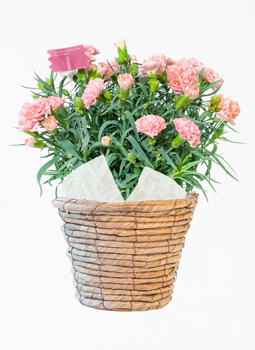 carnation-noul-2025-1_0001.jpg