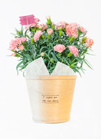 母の日】カーネーション 鉢植えのお花 ノウル ブラウンバスケット