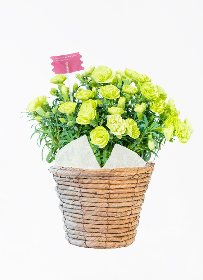 母の日】カーネーション 鉢植えのお花 スフェン ウッドポット | 鉢植え