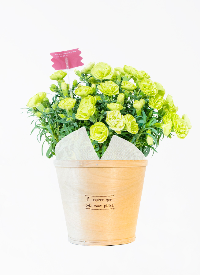 母の日】カーネーション 鉢植えのお花 ノウル ブラウンバスケット