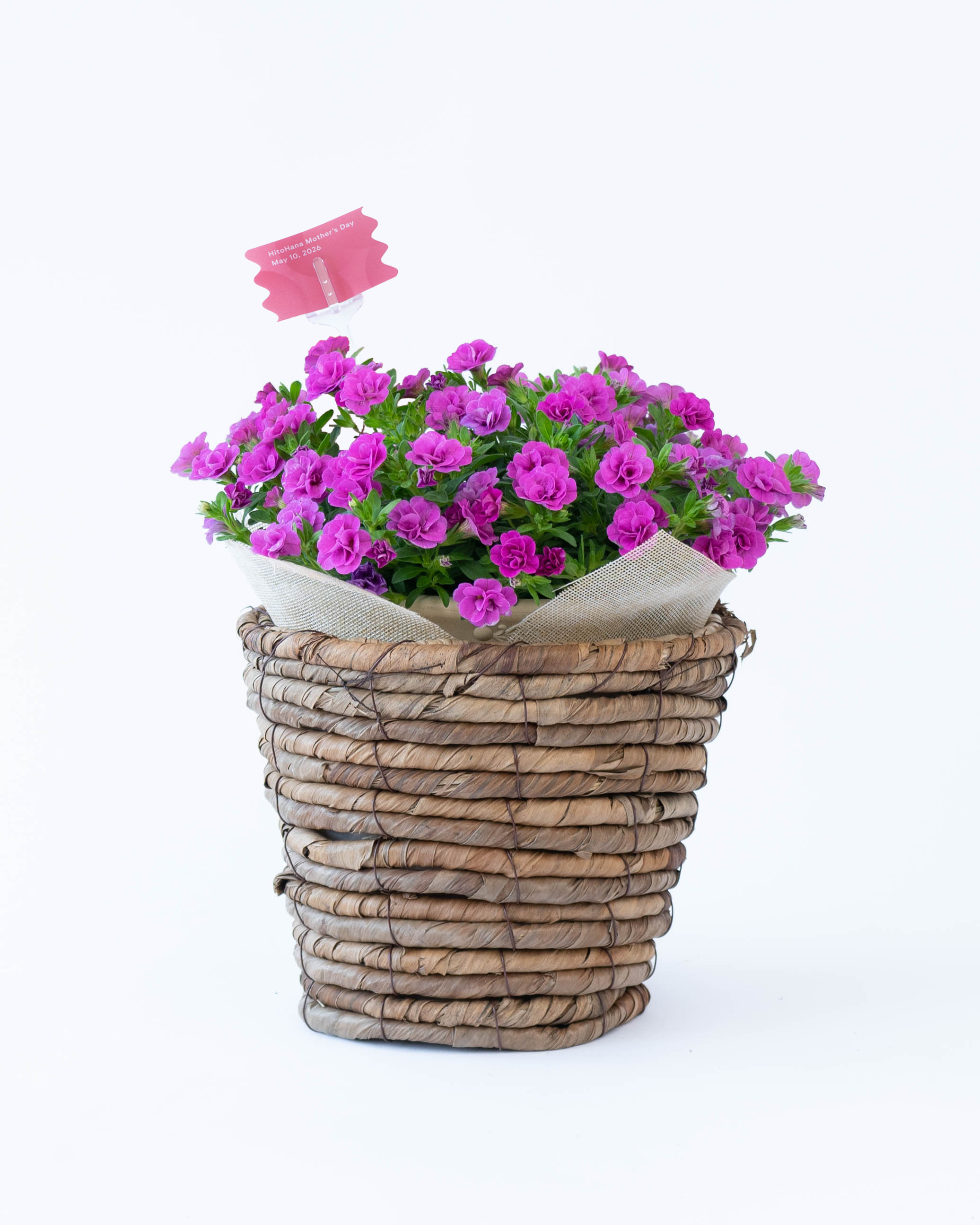 ds-giardino-calibrachoa-purple