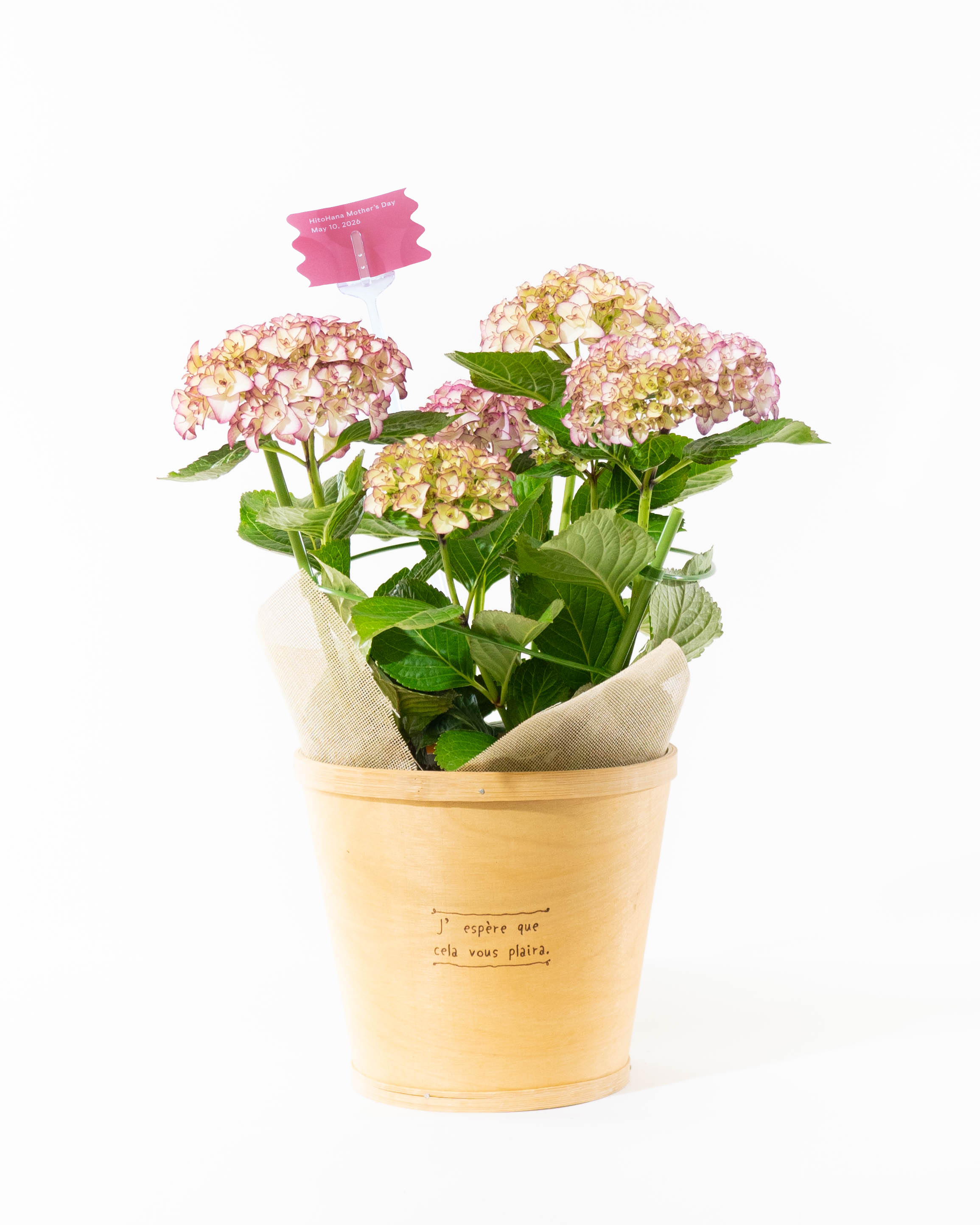 母の日】産地直送 あじさい 鉢植えのお花 ベルシック 5号 ウッドポット