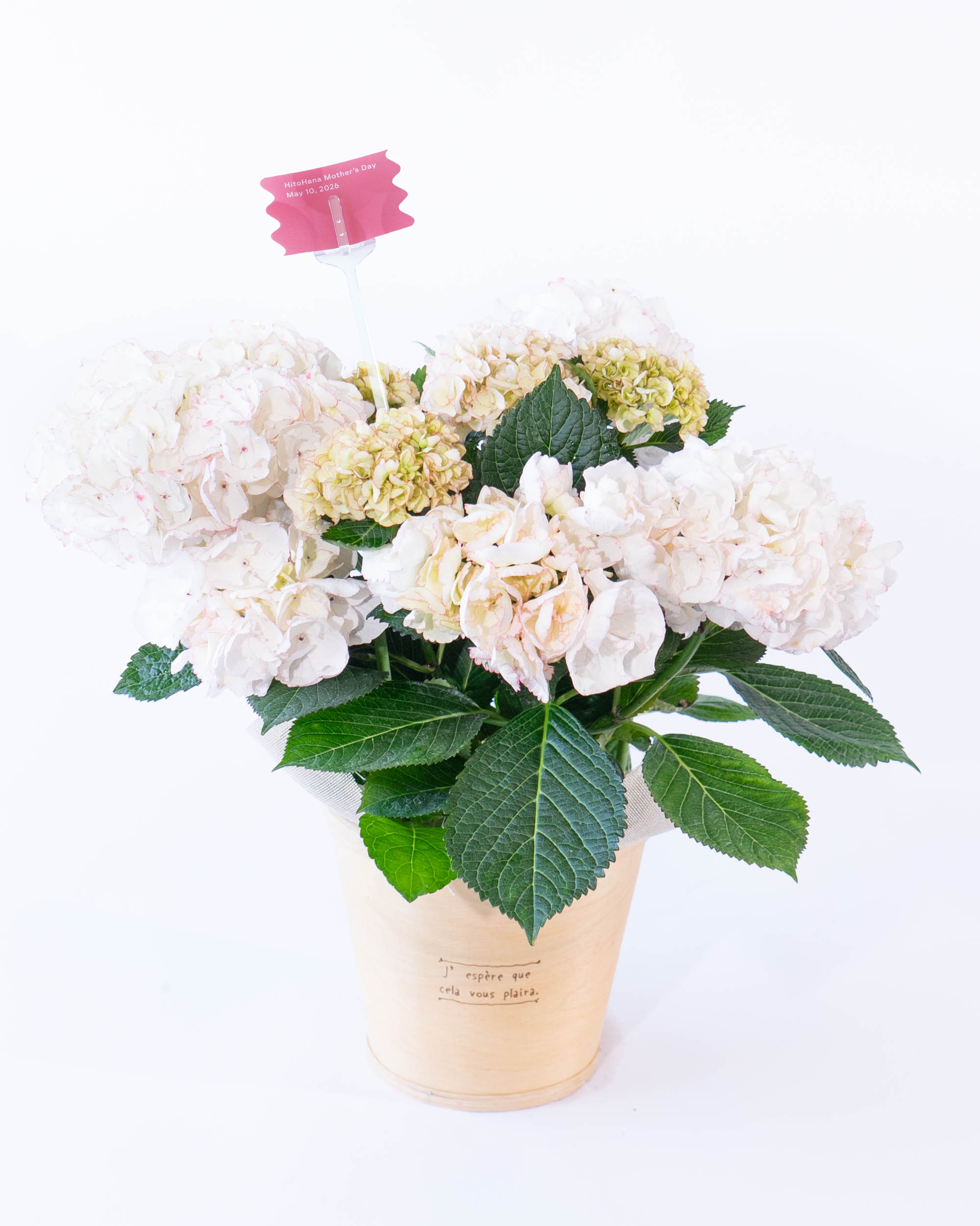 母の日】産地直送 あじさい 鉢植えのお花 マシェリ 5号 ウッドポッド