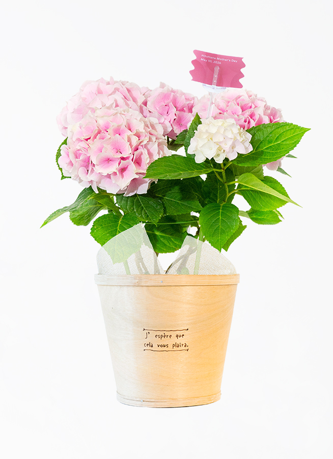 母の日】あじさい 鉢植えのお花 コットンキャンディ ウッドポット